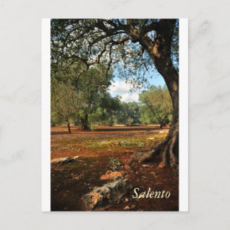 Sunny day in the olive garden postcard