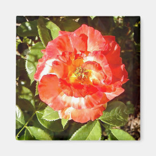 Sunny day Rose....... Magnet