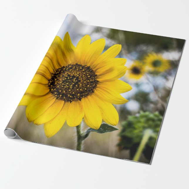 Sunny Daze Wrapping Paper (Unrolled)