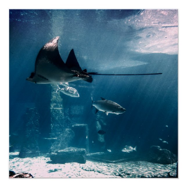 Sunny Fish Tank Poster (Front)