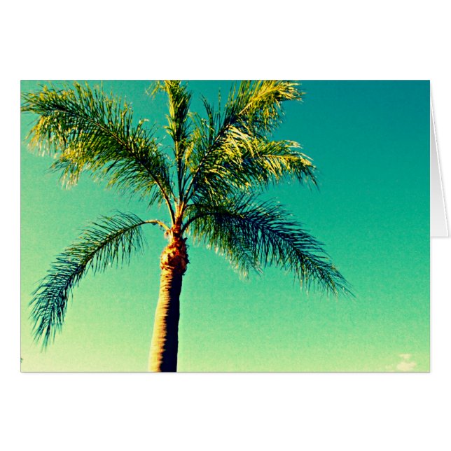 Sunny Florida Palm Tree Sky Picture (Front Horizontal)