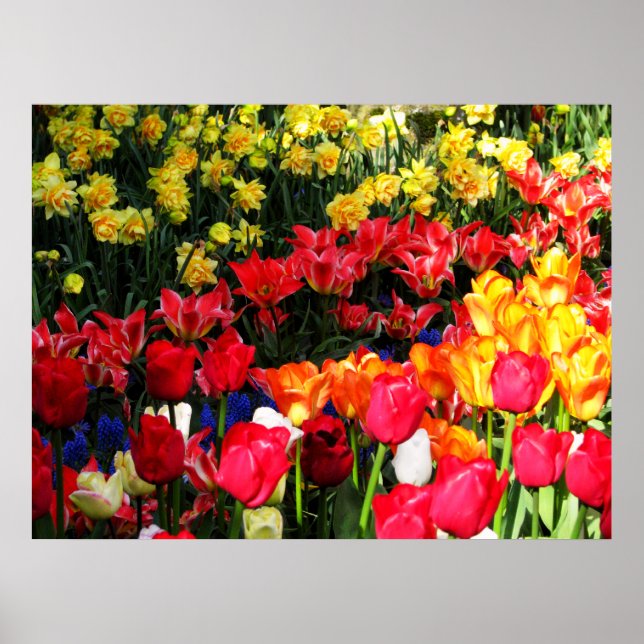 Sunny Garden Poster (Front)