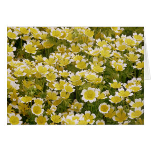 Sunny Gold White Flowers