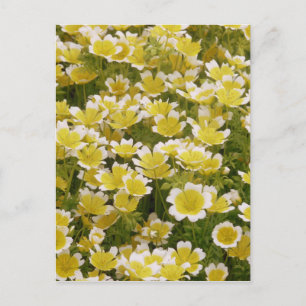 Sunny Gold White Flowers Postcard