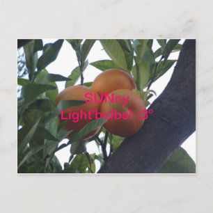 SUNny Light`Bulbs- Postcards¡ :3 Postcard