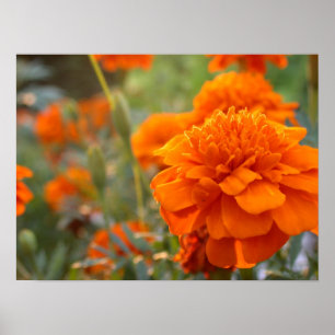 Sunny Marigold Poster