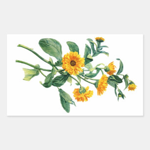 Sunny Marigolds Drawn From Nature Rectangular Sticker