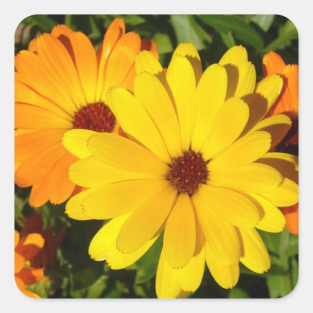 SUNNY MARIGOLDS SQUARE STICKER (Front)