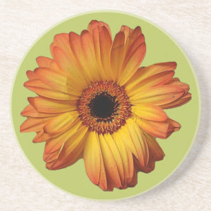 Sunny Orange gerbera flower bloom Coaster