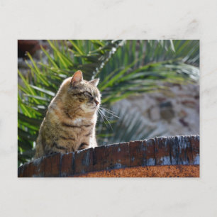 Sunny Outdoor Tabby Cat Relaxing on Wooden Barrel Postcard