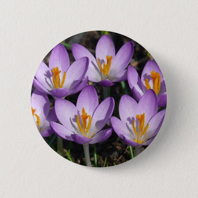 Sunny Purple Crocuses 6 Cm Round Badge (Front)