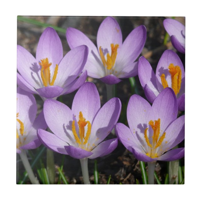 Sunny Purple Crocuses Ceramic Tile (Front)