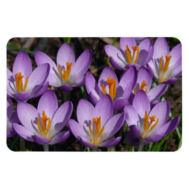 Sunny Purple Crocuses Magnet (Horizontal)