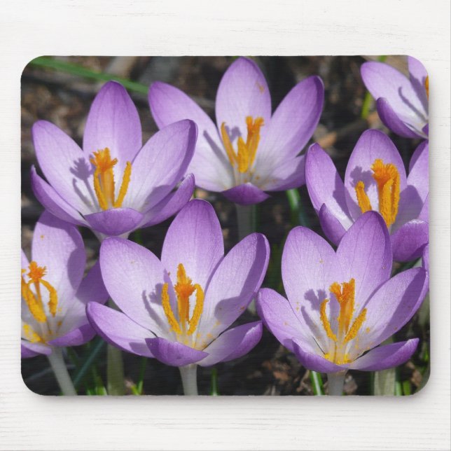 Sunny Purple Crocuses Mouse Pad (Front)