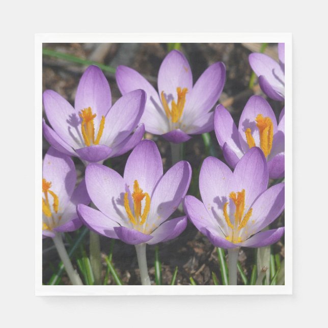 Sunny Purple Crocuses Napkin (Front)