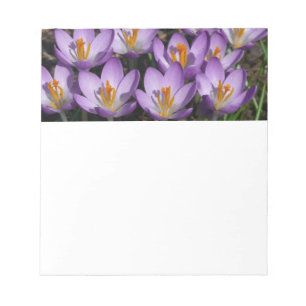 Sunny Purple Crocuses Notepad