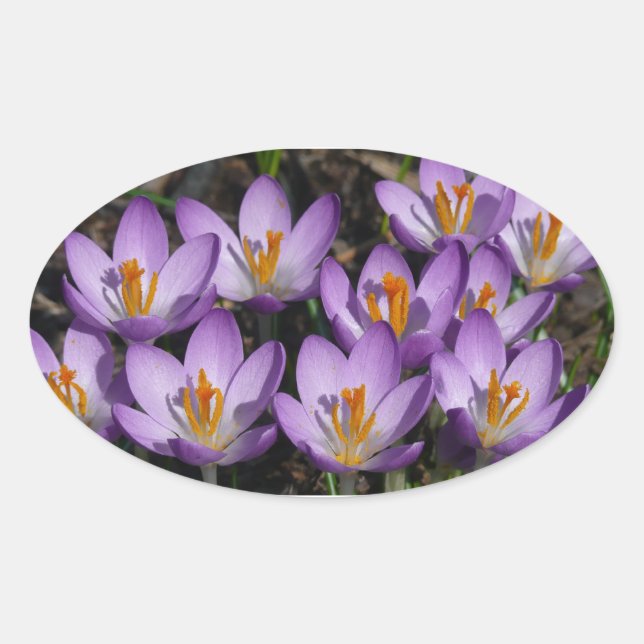 Sunny Purple Crocuses Oval Sticker (Front)