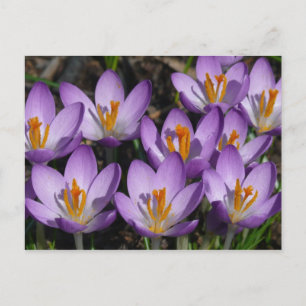 Sunny Purple Crocuses Postcard
