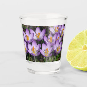 Sunny Purple Crocuses Shot Glass