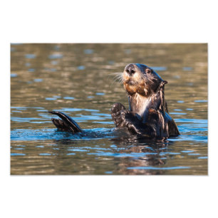 Sunny Sea Otter Photo Print