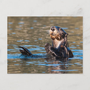 Sunny Sea Otter Postcard