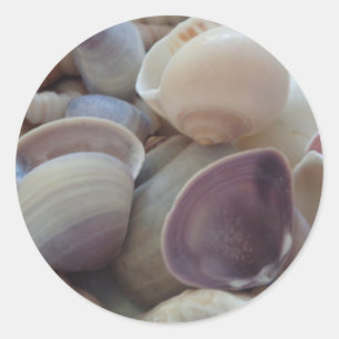 Sunny Summer Seashells, Sea Shell Beach Ocean Classic Round Sticker