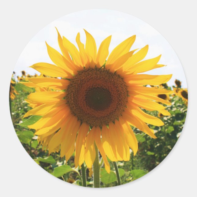Sunny Sunflower Classic Round Sticker (Front)