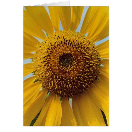 Sunny Sunflower - Giant Yellow Centre Close up Card