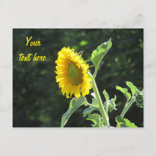 Sunny Sunflower in full Bloom Postcard