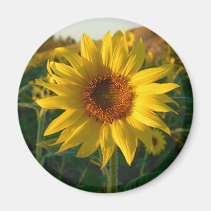 Sunny Sunflower Magnet