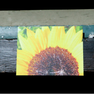 Sunny Sunflower Postcard