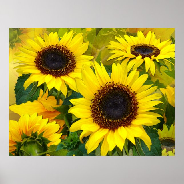Sunny Sunflower Print (Front)