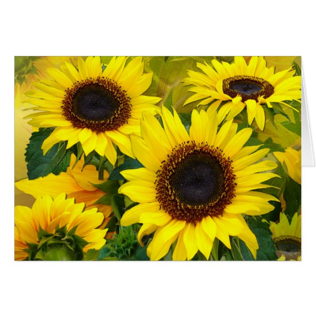 Sunny Sunflowers (Front Horizontal)