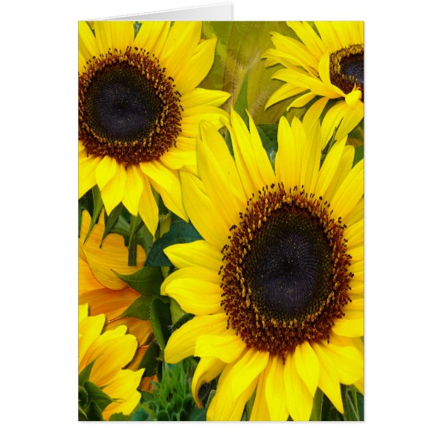 Sunny Sunflowers (Front)
