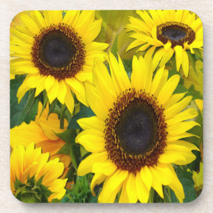 Sunny Sunflowers Coaster