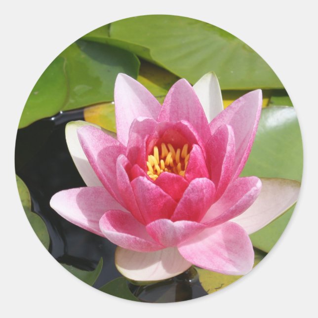 Sunny Waterlily Classic Round Sticker (Front)