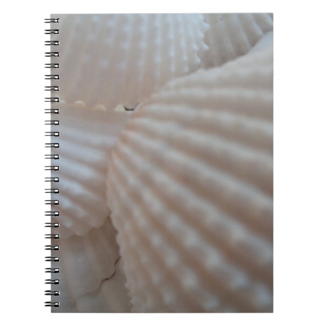 Sunny White Seashells, Sea Shell Beach Summer Love Notebook (Front)