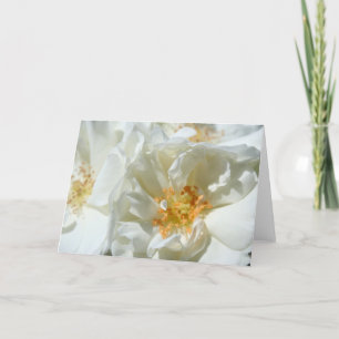 Sunny White Wild Roses Floral Photography Card