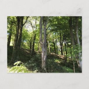 Sunny woodland scene. Woodland Glade Postcard