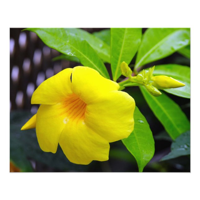 Sunny Yellow Mandevilla Photo Print (Front)