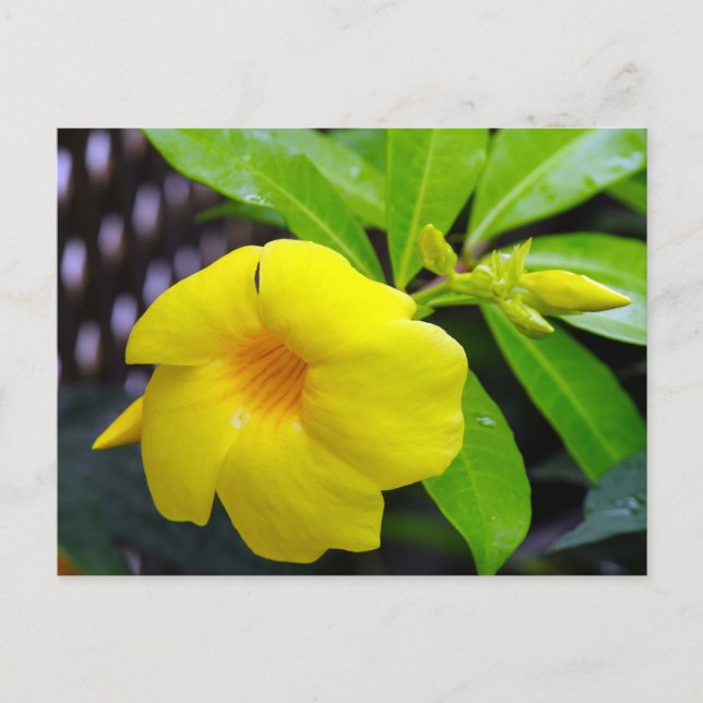 Sunny Yellow Mandevilla Postcard (Front)