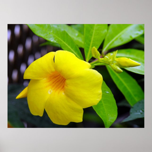 Sunny Yellow Mandevilla Poster (Front)