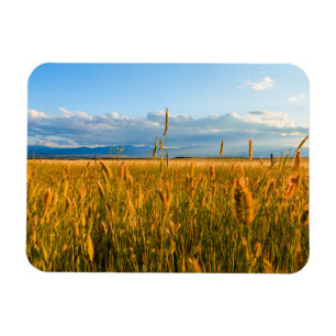 Sunrays over field of wheat with mountains magnet