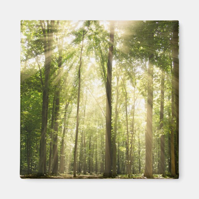 Sunrays Through Treetops Magnet (Front)