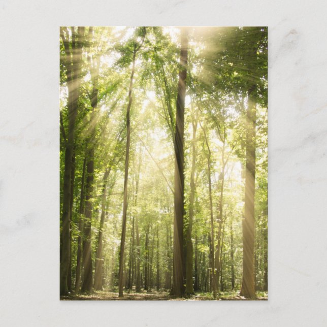 Sunrays Through Treetops Postcard (Front)