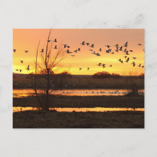 Sunrise and Geese Postcard