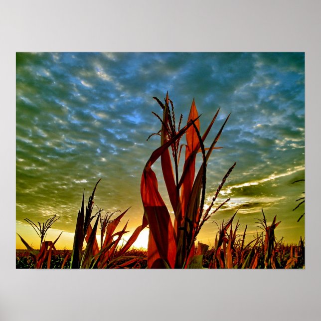 Sunrise at Cornfield Poster (Front)