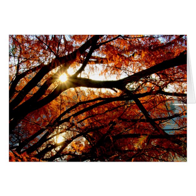 Sunrise At Cox Arboretum In Dayton, Ohio (Front Horizontal)