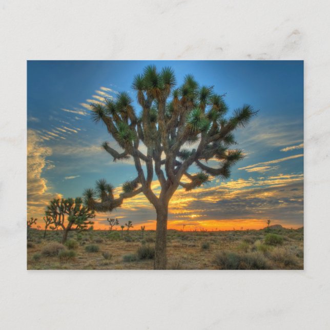 Sunrise At Joshua Tree National Park Postcard (Front)