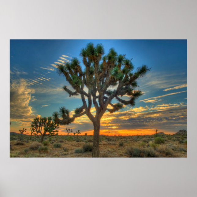 Sunrise At Joshua Tree National Park Poster (Front)